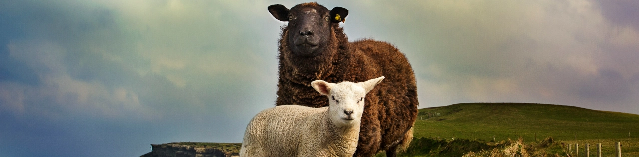 10 Ιρλανδικές Μάρκες Ρούχων που Δημιουργούν Βιώσιμη Μόδα